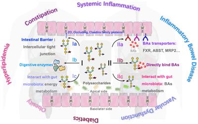 The regulatory effects of bioactive polysaccharides on intestinal function and bile acids: chemical structures, bioactivities, and mechanisms